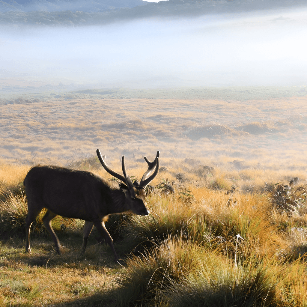Horton Plains